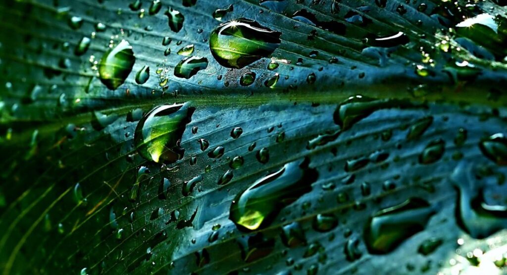 Gaea Blessing: The Divine Interaction between the Earth and man