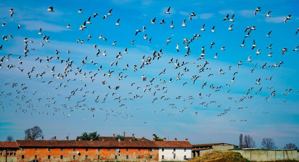 Praise to Souls in Purgatory: Idea,Pious practices