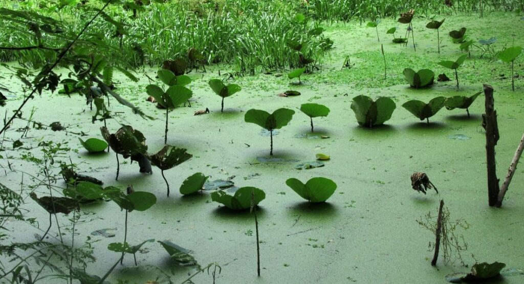 quotes about death: inspiring reflections on mortality,hope