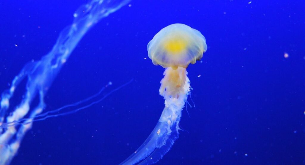 True to Life Emotional Quotes of Real Life