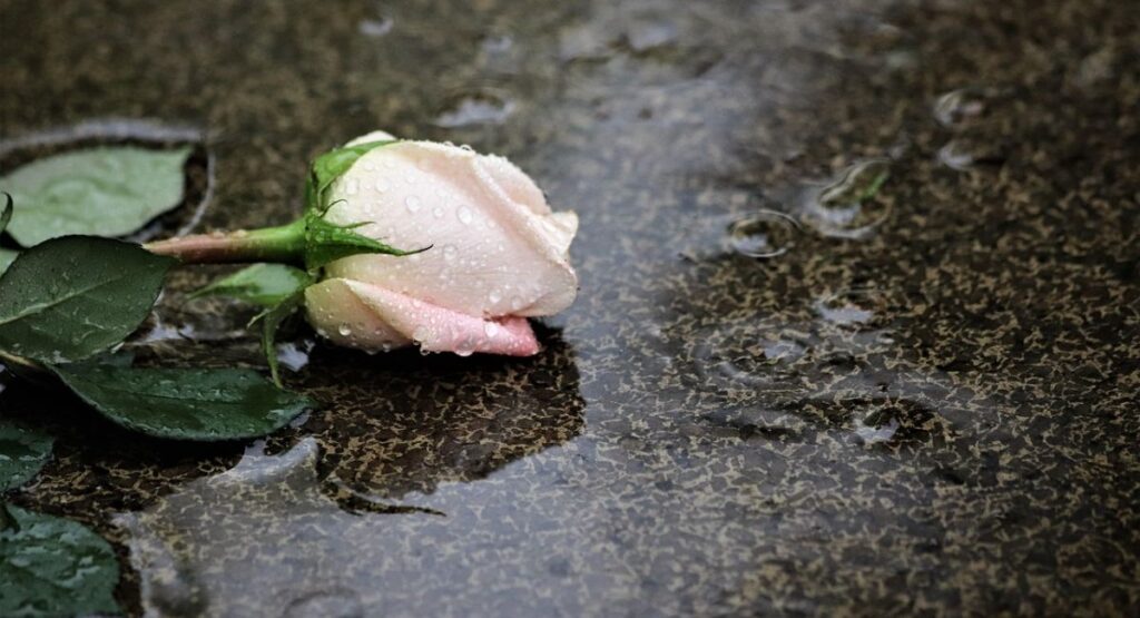 Best Condolence Messages to Say Love, Strength, and Peace