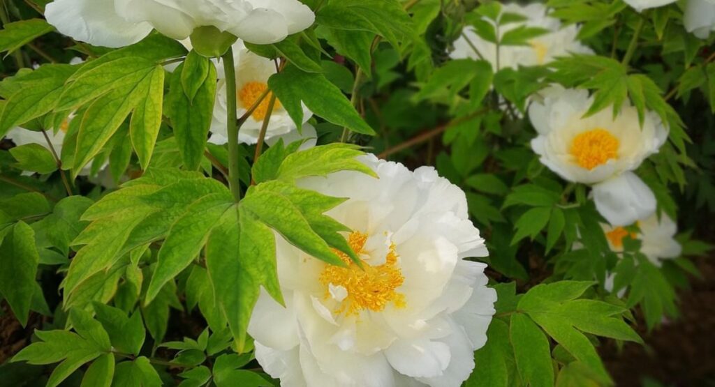 Top 10 Beautiful Peonies for Your Garden