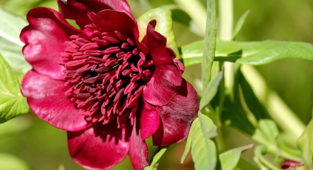 Top 10 Beautiful Peonies for Your Garden