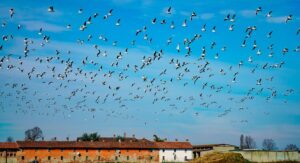 Praise to Souls in Purgatory: Idea,Pious practices