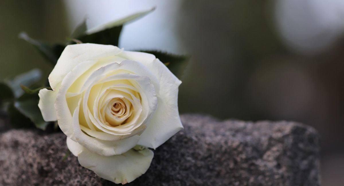 Best Condolence Messages to Say Love, Strength, and Peace