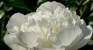 Top 10 Beautiful Peonies for Your Garden